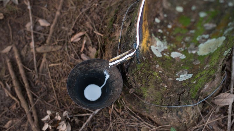 Hevea trees - Patagonia's rubber source, made in partnership with Yulex and Forest Stewardship Council (FSC) certified by the Rainforest Alliance.