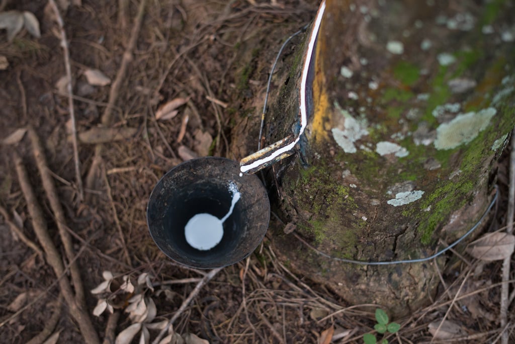 Hevea trees - Patagonia's rubber source, made in partnership with Yulex and Forest Stewardship Council (FSC) certified by the Rainforest Alliance.