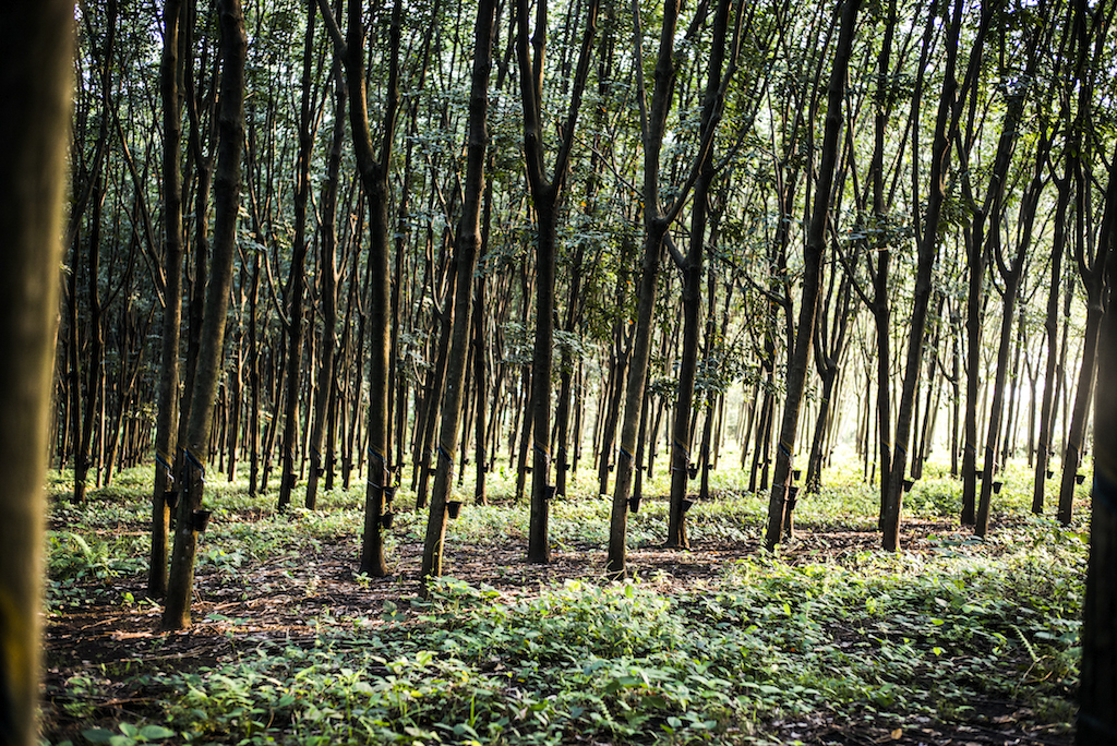 Hevea trees - Patagonia's rubber source, made in partnership with Yulex and Forest Stewardship Council (FSC) certified by the Rainforest Alliance.