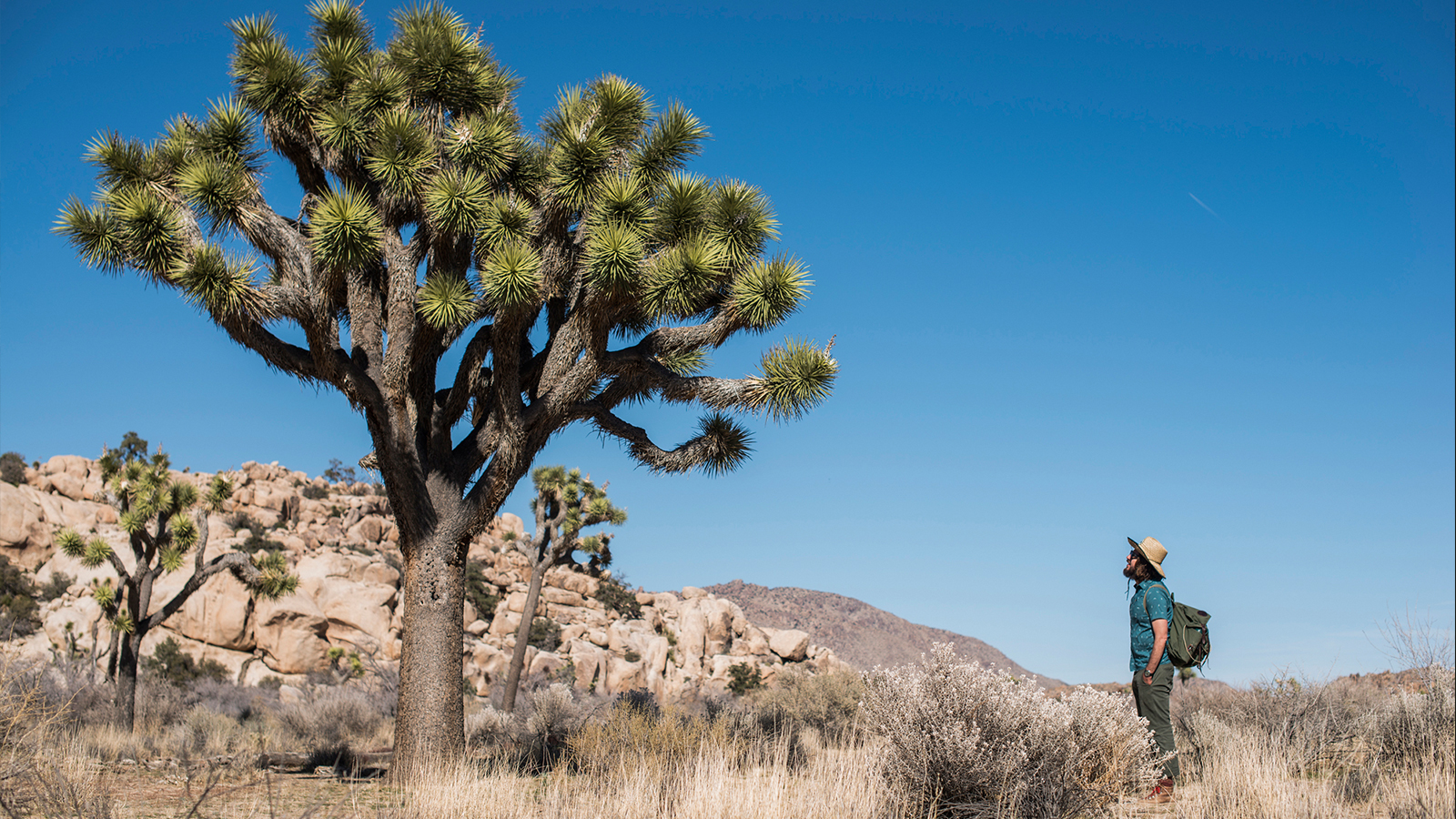 Hippy Tree