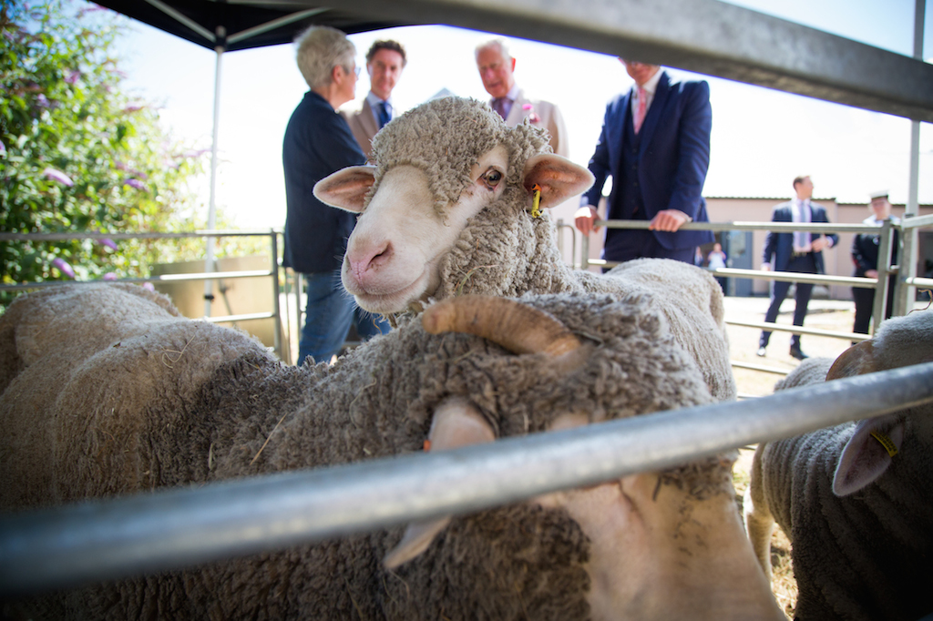 Bowmont merino sheep