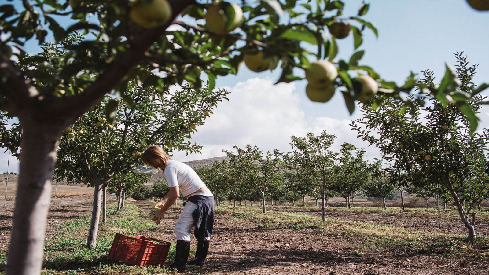 Regenerative Organic farming