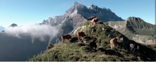 Landlocked Swiss cows img